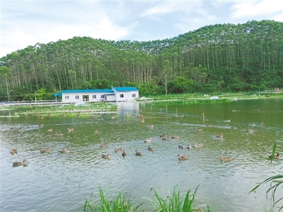 江門實踐 探尋農村水污染生態治理的成功之道